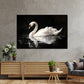 Quadro cigno bianco elegante natura stile moderno