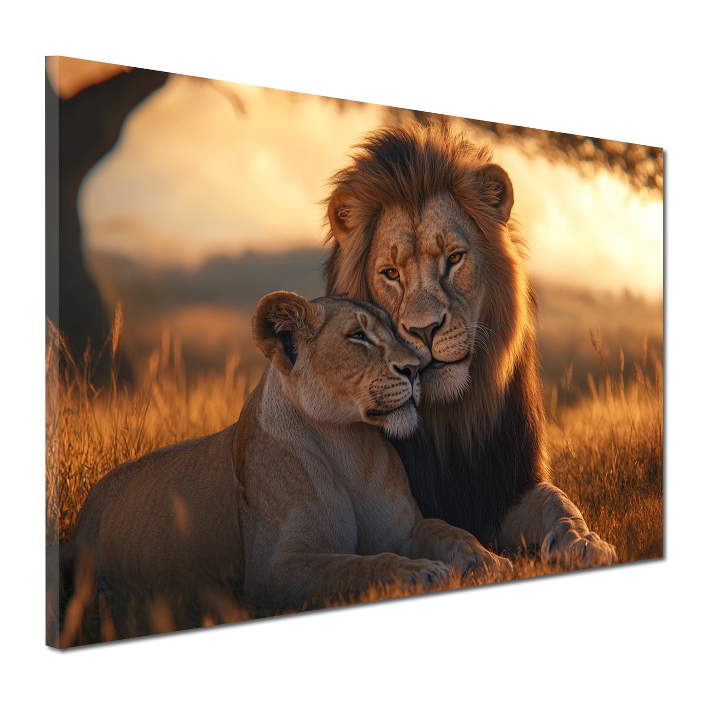 Quadro coppia di leoni affettuosa savana tramonto