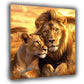 Quadro coppia di leoni africa tramonto natura amore