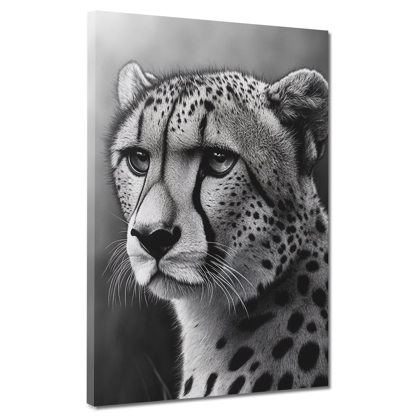 Quadro ghepardo bianco nero ritratto eleganza