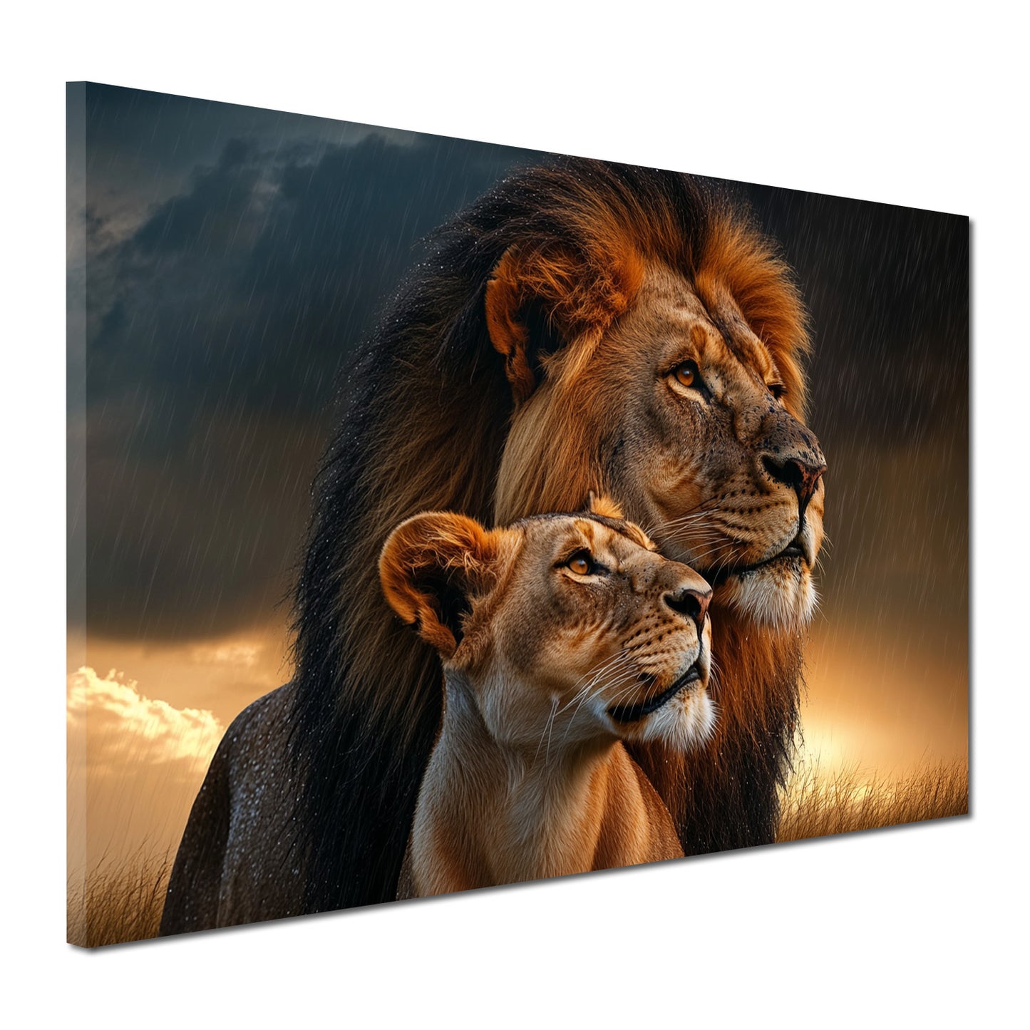 Quadro leoni coppia maestosa natura tramonto