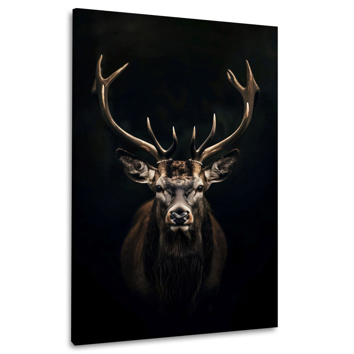 Cervo con grandi palchi su sfondo nero quadro