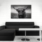 Highland mucca scozzese ritratto bianco nero corna quadro