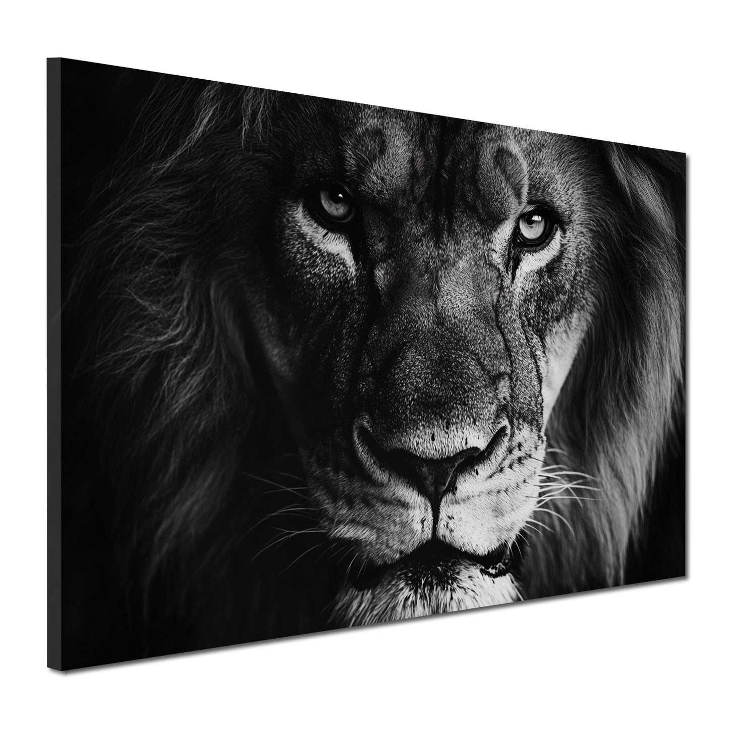 Leone bianco e nero ritratto maestoso quadro